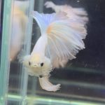 betta487