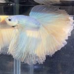 betta487