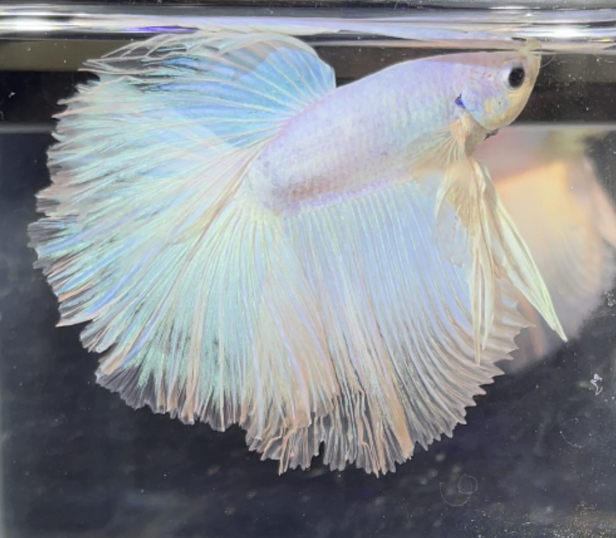 betta487