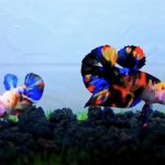 betta493