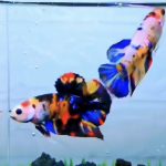 betta493