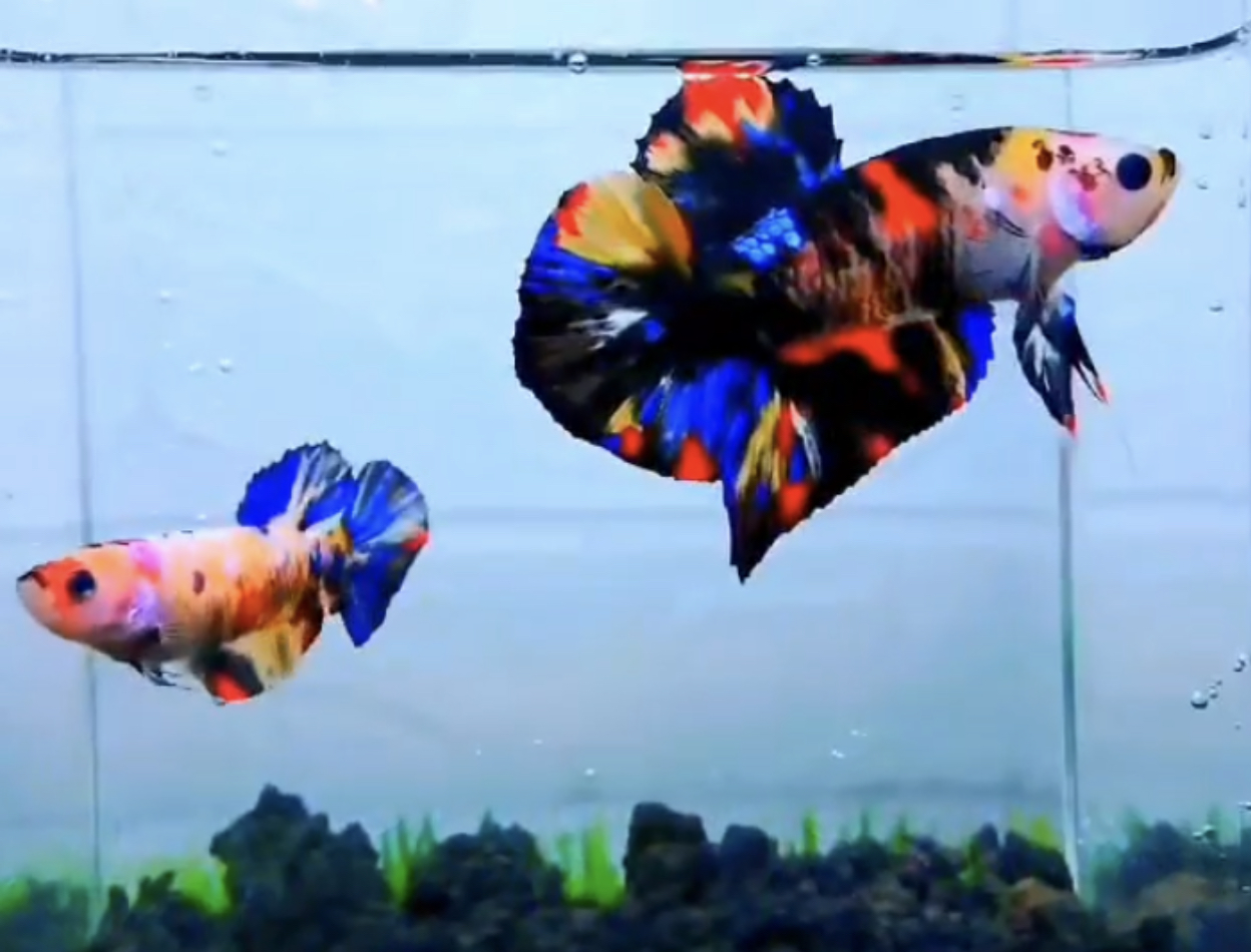 betta493