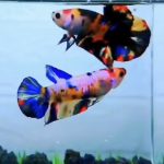 betta493
