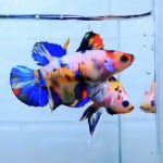 betta493