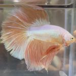 betta502