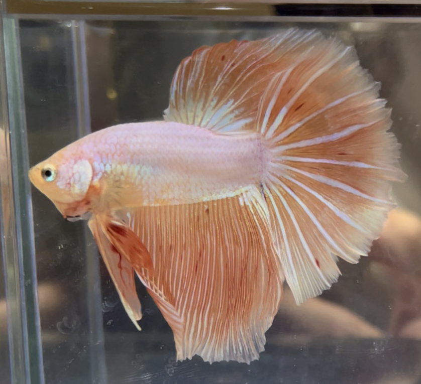 betta502