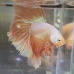 betta502