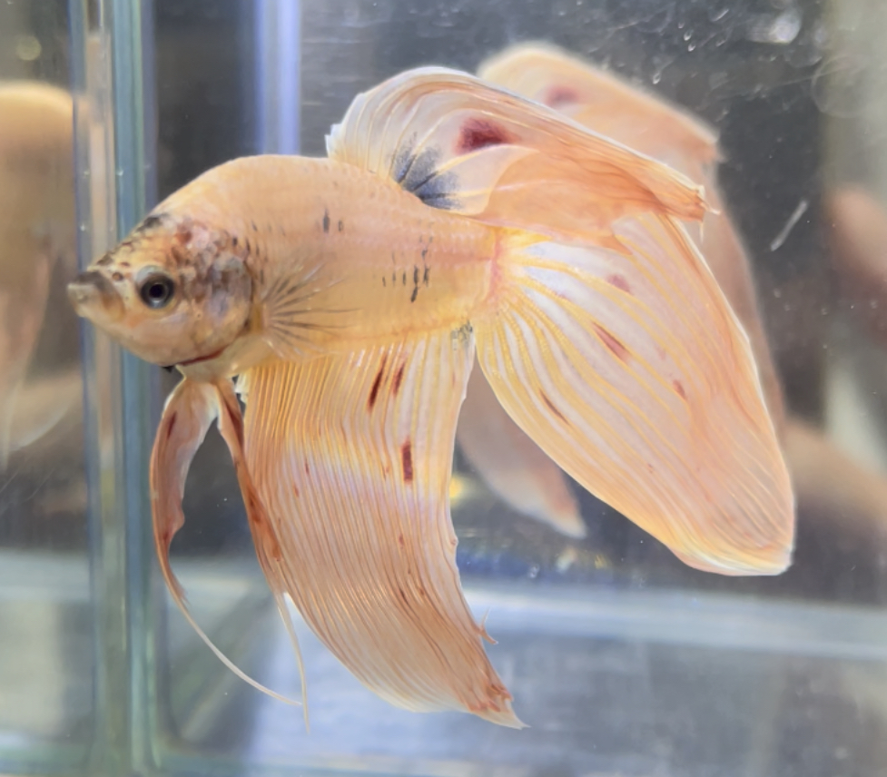 betta503