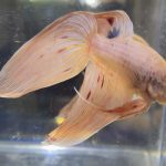 betta503