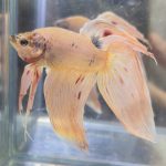 betta503