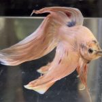 betta503