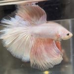 betta504