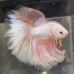 betta504
