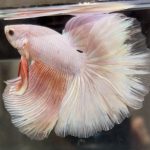 betta504