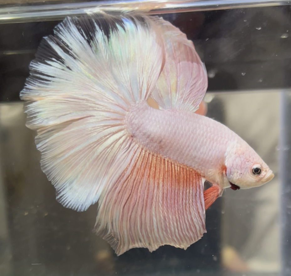 betta504
