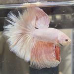 betta504