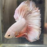 betta504