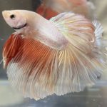 betta505