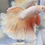 betta505