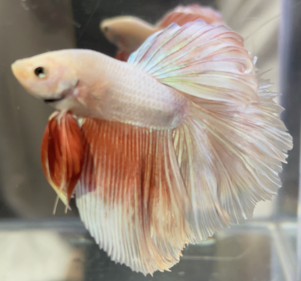 betta505