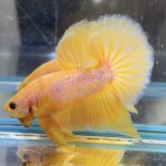 betta506