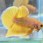 betta506