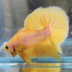 betta506