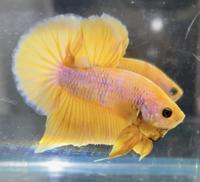 betta506