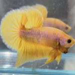 betta506