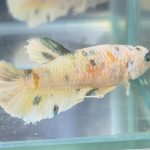 betta507
