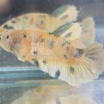 betta507