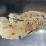 betta507