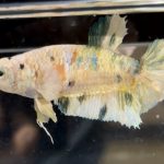 betta507