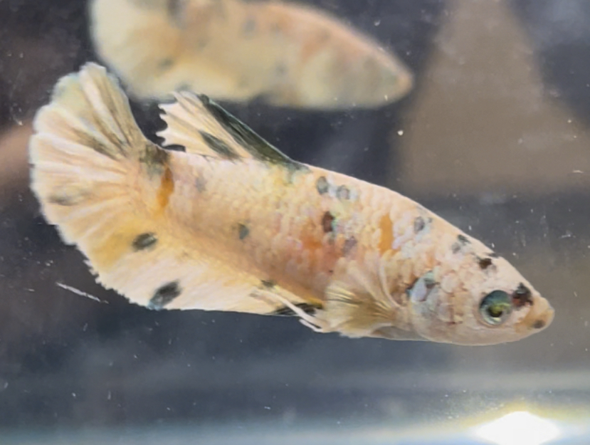 betta507