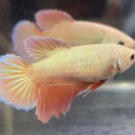 betta508