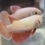 betta508