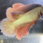 betta508