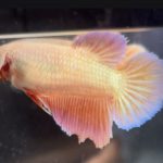 betta508