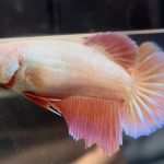 betta508