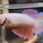 betta508