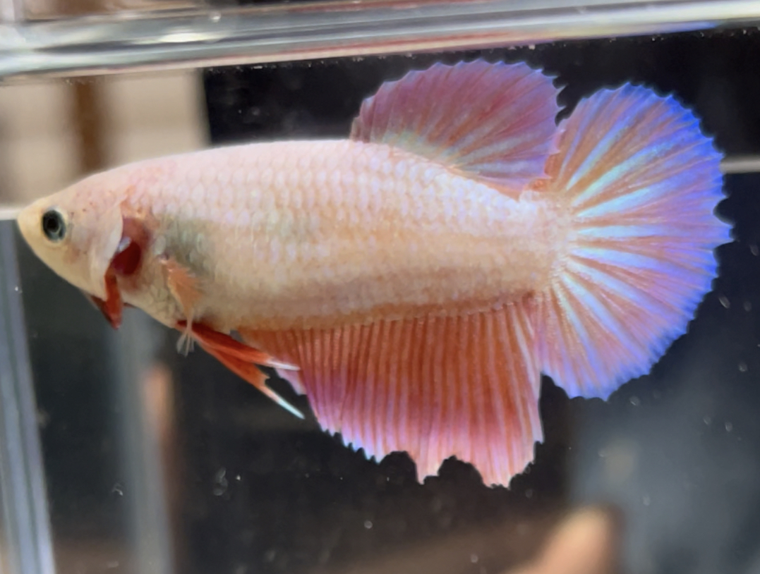 betta508