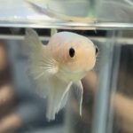 betta509