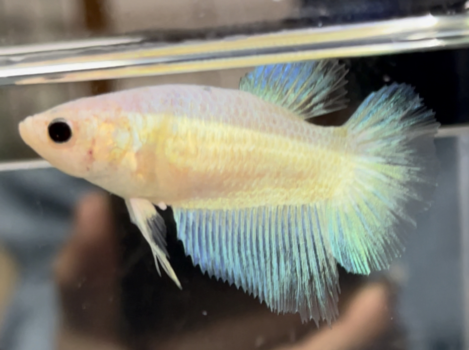 betta509