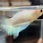 betta509