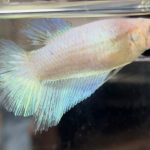 betta509