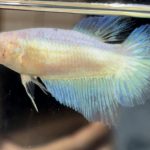 betta509