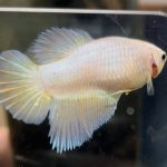 betta510