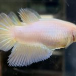 betta510