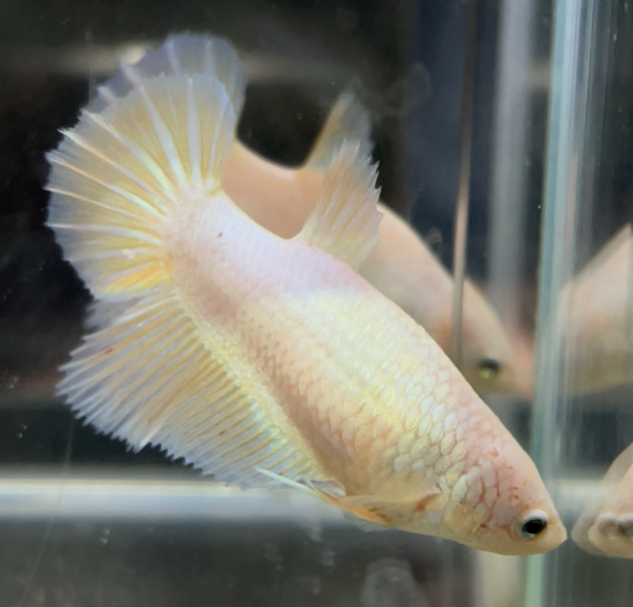 betta510