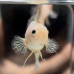 betta510